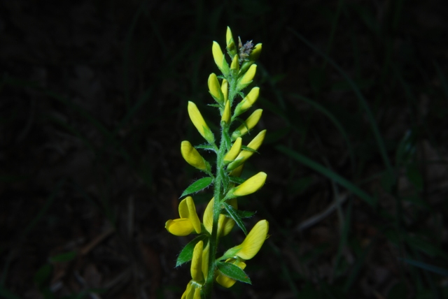 Leguminosa - Genista tinctoria
